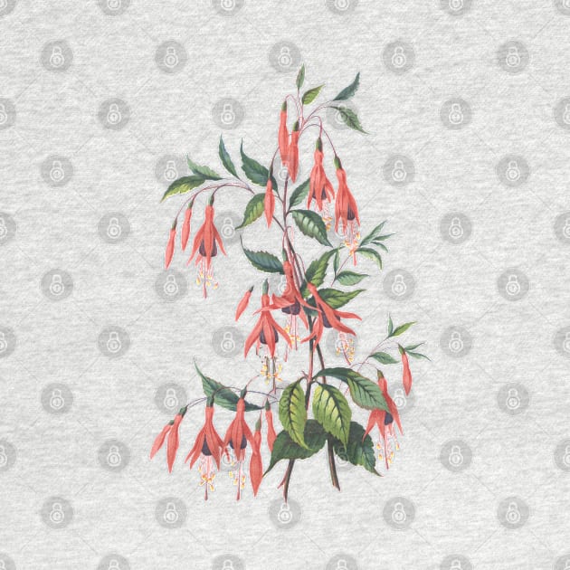 Red Fuchsia Plant Vintage Botanical Illustration by Biophilia